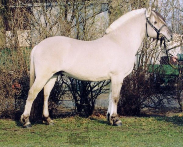 Pferd Trøstrupgårds Askøy (Fjordpferd, 2000, von Max FJH 691)