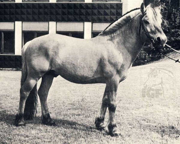 horse Attila (Fjord Horse, 1965, from Lustik = Olaf (R) 64)