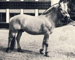 Pferd Attila (Fjordpferd, 1965, von Lustik = Olaf (R) 64)