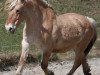 broodmare Lotte 8600537 (Fjord Horse, 1986, from Mastrup Jan)