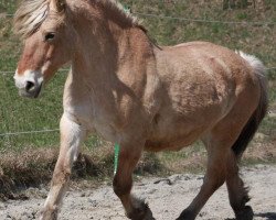 broodmare Lotte 8600537 (Fjord Horse, 1986, from Mastrup Jan)