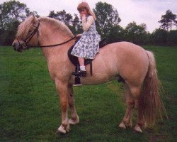 horse Alf (Fjord Horse, 1991, from Alf Tyler)