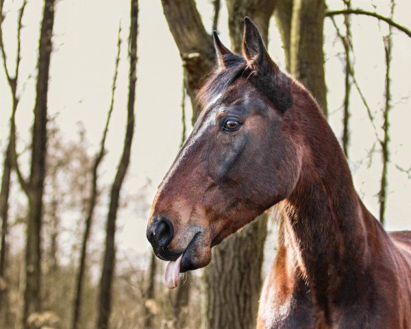 horse Percy (German trotters, 2008, from Pink Diamond (DE))