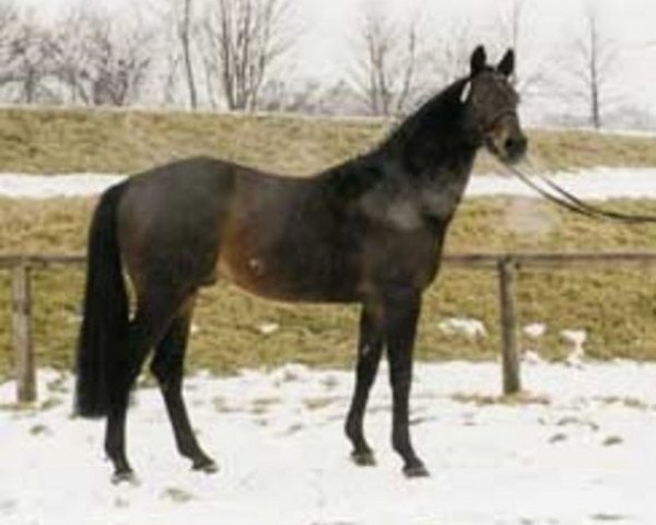 stallion Windhauch xx (Thoroughbred, 1981, from Frontal xx)