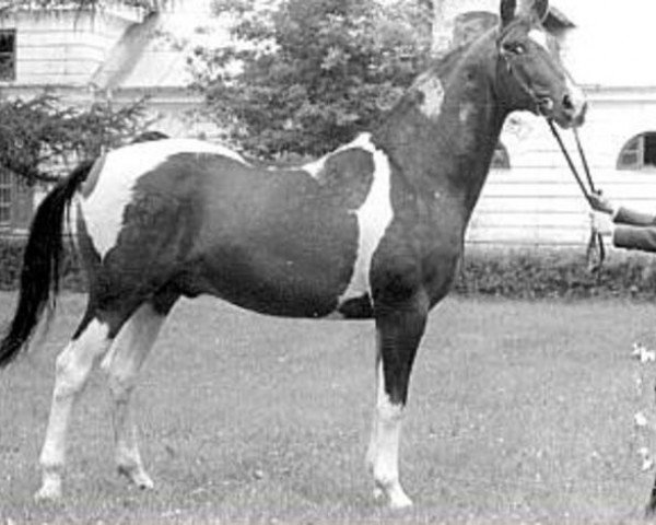 stallion Hipokryta (Little-Poland (malopolska), 1977, from Markiz 1971)