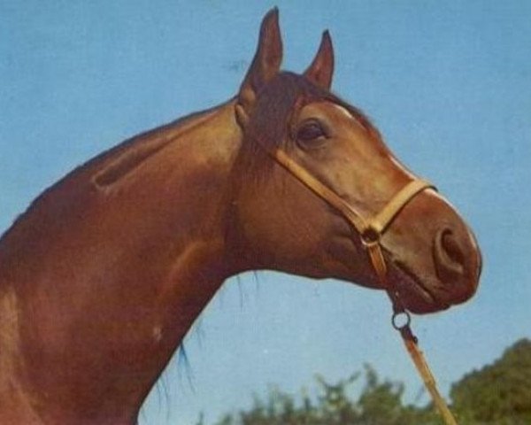 stallion El Paso ox (Arabian thoroughbred, 1967, from Czort 1949 ox)