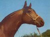 stallion El Paso ox (Arabian thoroughbred, 1967, from Czort 1949 ox)