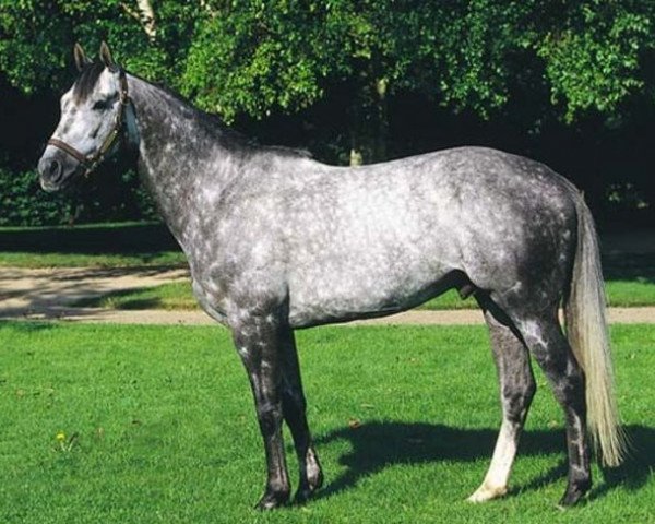 stallion Medaaly xx (Thoroughbred, 1994, from Highest Honor xx)
