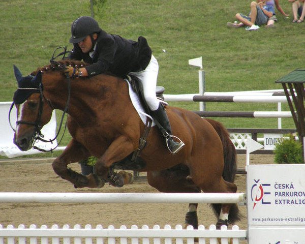 horse Federweisser (Hanoverian, 1994, from Feiner Graf)
