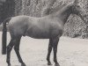 stallion Abt (Westphalian, 1966, from Aar)