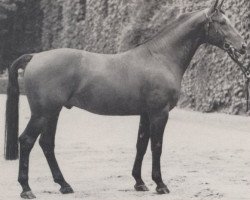 stallion Abt (Westphalian, 1966, from Aar)