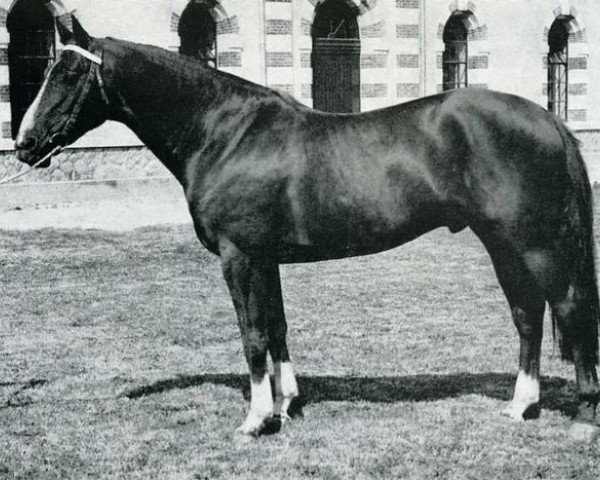 stallion Vin d'Honneur (Selle Français, 1965, from Olifant)