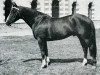 stallion Vin d'Honneur (Selle Français, 1965, from Olifant)