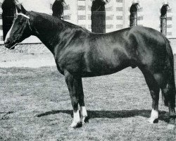 Deckhengst Vin d'Honneur (Selle Français, 1965, von Olifant)