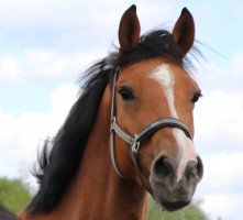 jumper Commander in Chief (anglo european sporthorse, 2013, from President)