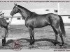 stallion Effekt xx (Thoroughbred, 1959, from Faktotum xx)
