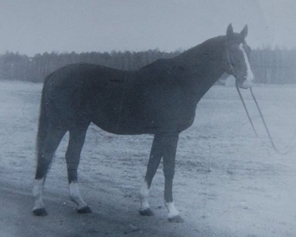 stallion Lefeber xx (Thoroughbred, 1973, from Effekt xx)