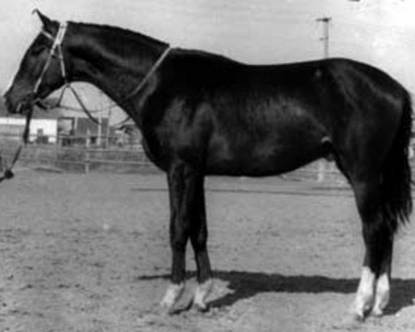 stallion Exlibris (Russian Trakehner, 1986, from Lefeber xx)