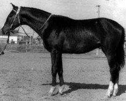 stallion Exlibris (Russian Trakehner, 1986, from Lefeber xx)