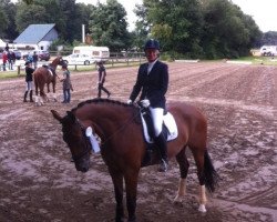 dressage horse Schiller 6 (Hanoverian, 2007, from Sandro Hit)