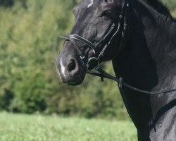 horse Ero 10 (Heavy Warmblood, 1991, from Epos Mo 1479)