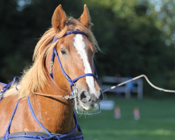 broodmare Jessica (Schleswig Heavy Draft, 1992, from Duell)