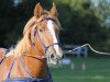 broodmare Jessica (Schleswig Heavy Draft, 1992, from Duell)