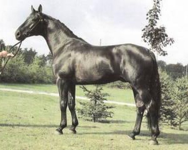 stallion Walhall (Hanoverian, 1977, from Waldhorn)