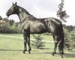 stallion Walhall (Hanoverian, 1977, from Waldhorn)