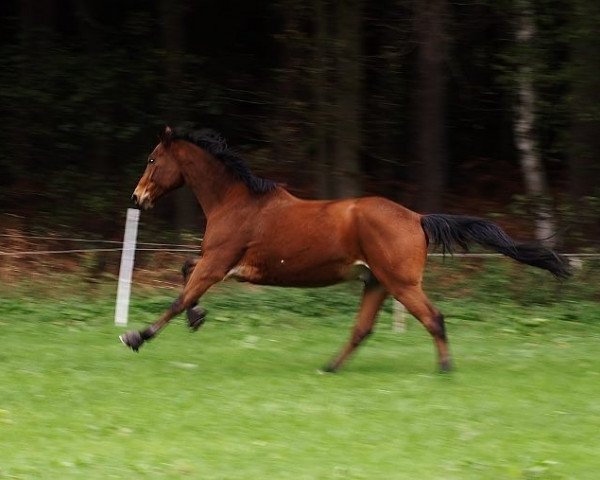 horse Andiamo 238 (Hanoverian, 2003, from Antaeus)