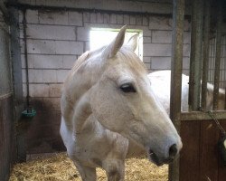 jumper white pearl 10 (Trakehner, 2006, from Graziello)