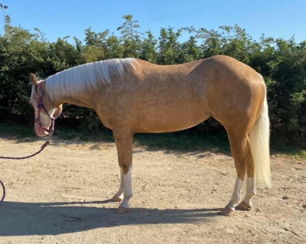 Pferd RTR Youarenotalone (Quarter Horse, 2019, von Hollywood Gun Dunnit)