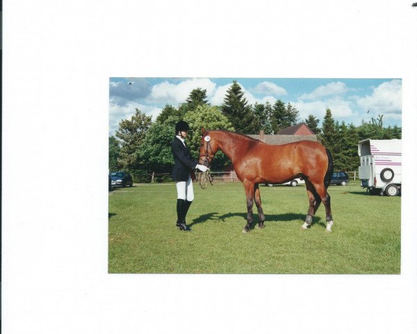 horse Brummel 2 (German Riding Pony, 1996, from Blue Star)