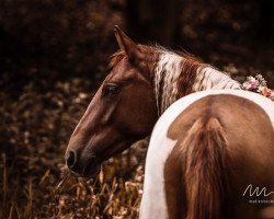 horse Miracle’s Rocking Einstein (Paint Horse, 2019, from Miracle Zippo Paint)