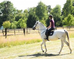 Pferd Jimmy C-Toran (Polnisches Warmblut, 2007, von Ekwador)