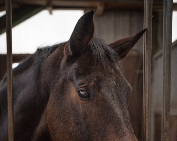 jumper Vancouver 64 (Hanoverian, 2012, from van Helsing)