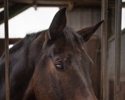 jumper Vancouver 64 (Hanoverian, 2012, from Van Helsing)