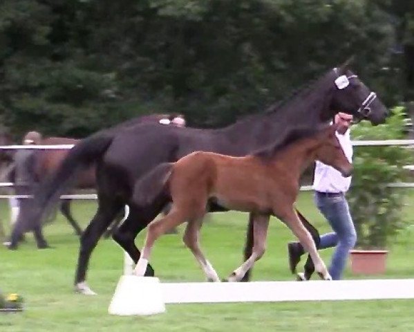 broodmare Sternchen (Hanoverian, 2012, from Spörcken)