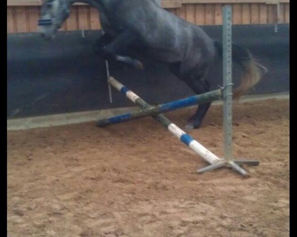 horse Ladino (Westphalian, 2009, from Loutino)
