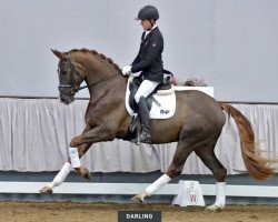 dressage horse Darling (Westphalian, 2017, from Dankeschön)