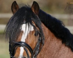 Deckhengst Weydown Lionheart (Welsh Pony (Sek.B), 2005, von Cwrtycadno Cadfridog)