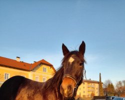 dressage horse Suleika (Noric, 2020, from Hektor Vulkan XVIII)