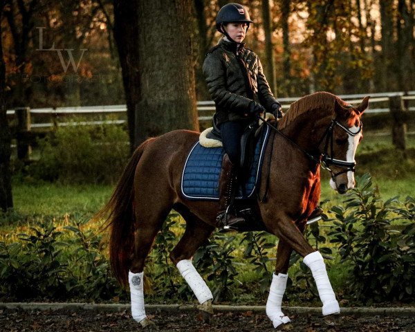 Dressurpferd Miss Felicity (Holländisches Reitpony, 2011)