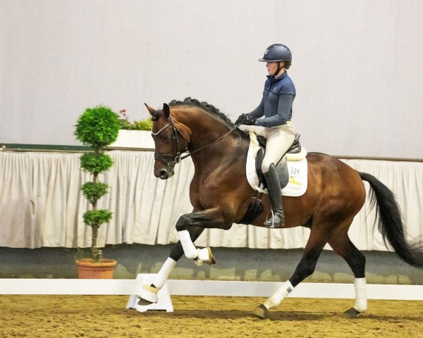 stallion Maxim - N (KWPN (Royal Dutch Sporthorse), 2017, from Glock's Toto Jr.)