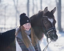 Dressurpferd Großer Löwe MvH (Deutsches Reitpony, 2016, von HET Golden Dream)