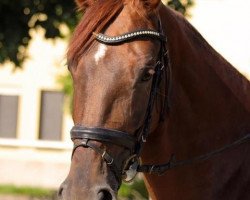 broodmare Rien ne va plus 45 (Hanoverian, 2006, from Rubin Royal OLD)