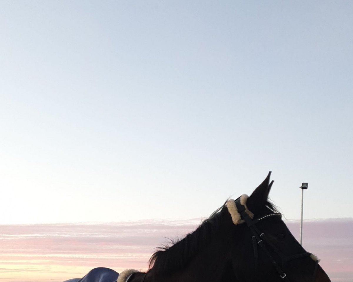 jumper Diamant's Dark Secret (Holsteiner, 2005, from Diamant de Semilly)