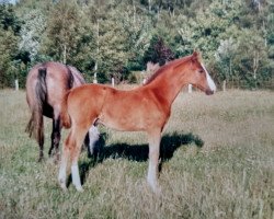 Pferd Ramiro ASS (Oldenburger, 1987, von Ramiro As)