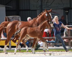 jumper Campina 68 (Westphalian, 2013, from Chaccos' Son)