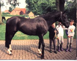 broodmare Freyka (German Riding Pony, 1990, from Black Boy)